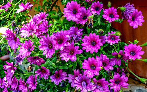 Osteospermum Wildflower Purple Flower Year Plant 4k Ultra Hd Wallpaper
