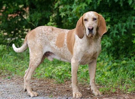 10 Things You Didnt Know About The Redtick Coonhound