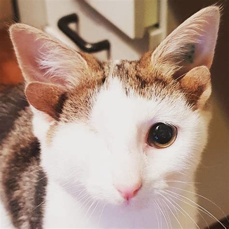 Rescue Kitty With 4 Ears And One Eye Escapes Misery After Finding His