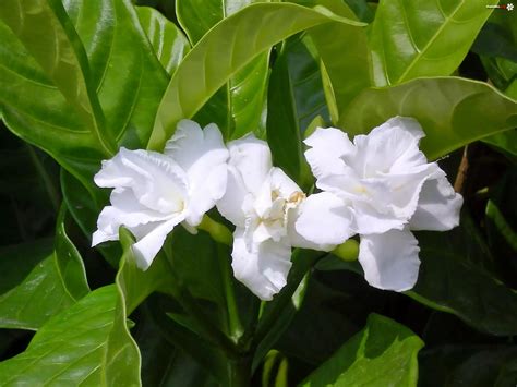 Biały Kwiat Gardenia Zdjęcia