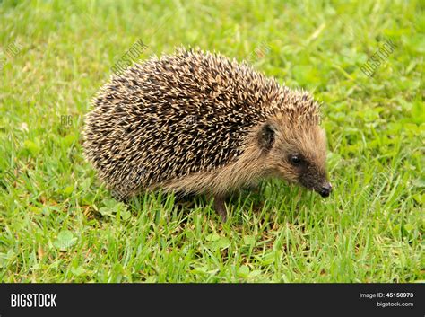 Hedgehog Forest On Image And Photo Free Trial Bigstock
