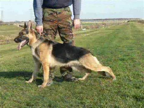 Maybe you would like to learn more about one of these? my german shepherd dogs - YouTube