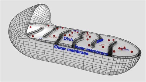 Mitochondria Microscopy Detailed Labelled 3d Model Cgtrader