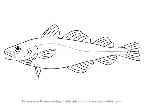 Learn How To Draw An Atlantic Cod Fishes Step By Step Drawing