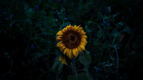 Download Wallpaper 2560x1440 Sunflower Blooms Field Yellow Dark