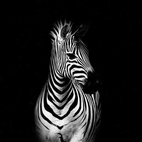Awesome Black And White Wildlife Photography