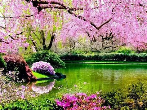 Pretty In Pink Springtime Pictures Nature Beautiful Gardens