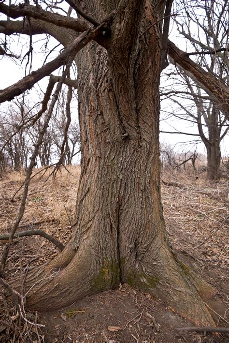 Tree With Bifurcated Trunk Nine Mile Prairie