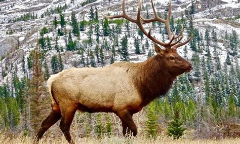 Elk Spirit Animal Symbolism And Meaning