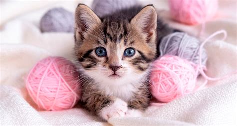 descubre cómo saber la edad de un gato en 2022 gato furry gatos gatitos lindos