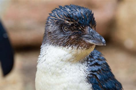 Little Blue Penguin Facts Critterfacts