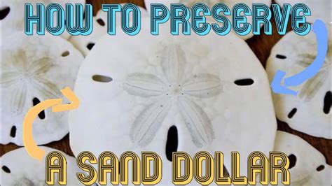 How To Preserve A Sand Dollar Youtube