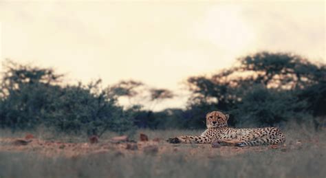 Wallpaper Animals Nature Wildlife Big Cats Cheetah Leopard