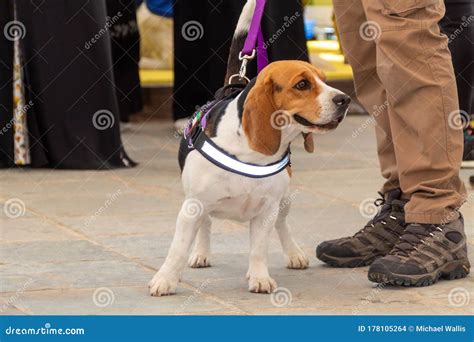 Are Beagles Good Service Dogs