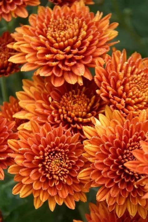 Are Mums Perennials Heres What To Know About Chrysanthemums In 2022