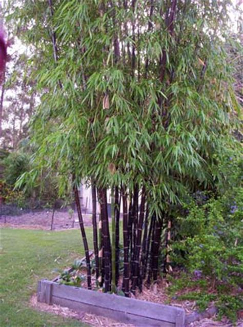 There are nearly 1500 bamboo species known to humans. Bamboos Wholesale - Timor Black Bamboo