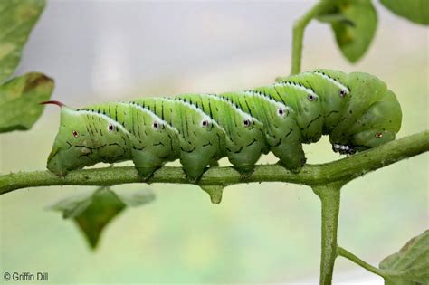 Gardeners Should Look For And Destroy Tobacco Hornworms Munching On