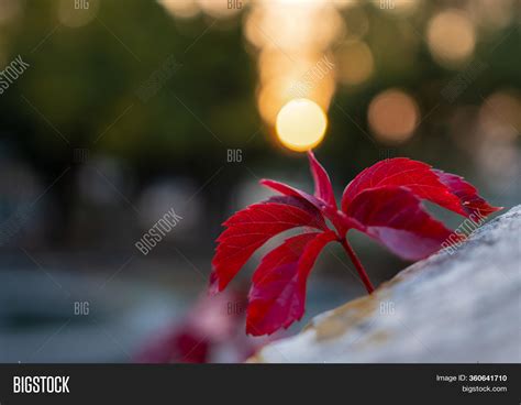 Red Leaf Autumn Sunset Image And Photo Free Trial Bigstock