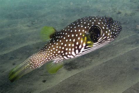 Arothron Hispidus Stars And Stripes Puffer Fish Tank Fish Pet