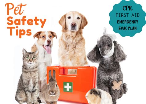 Pet Friendly First Aid Cpr And Evac Planare You Prepared Pet