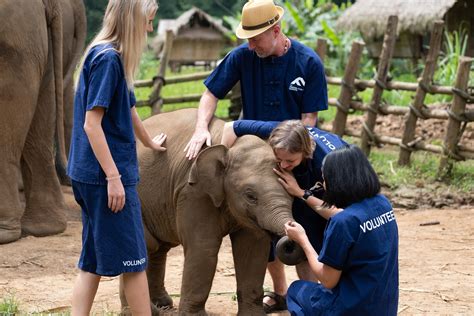 Elephant Camp Volunteer Thailand Friends For Asia