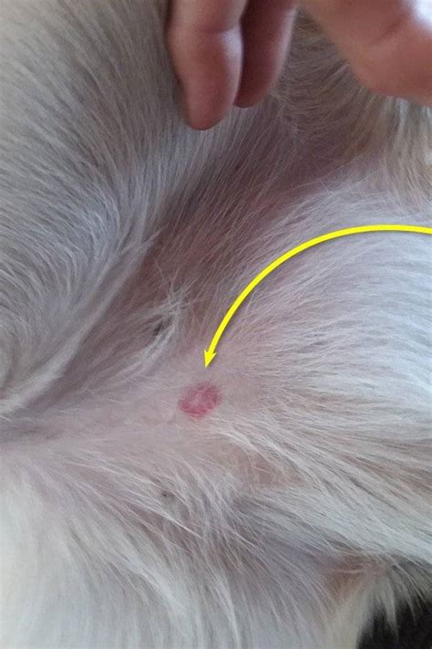 How To Treat Ringworm In Dogs Dog Ringworm Treatment