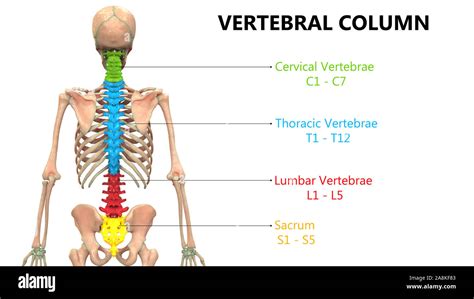 Vertebral Column Of Human Skeleton System Anatomy Stock Photo Alamy