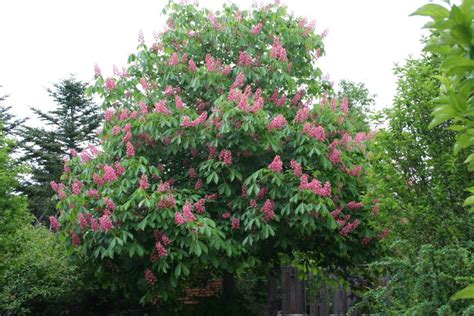 Red Horse Chestnut The Morton Arboretum