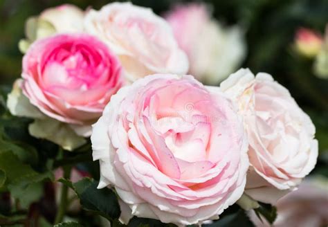 Pale Pink Roses Stock Images Download 2254 Royalty Free Photos