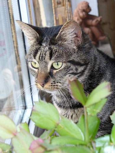 Knickschwänze müssen nicht immer sofort nach. Tiervermittlung, Katzen, Babykatzen, Katzenbabys, Katze ...