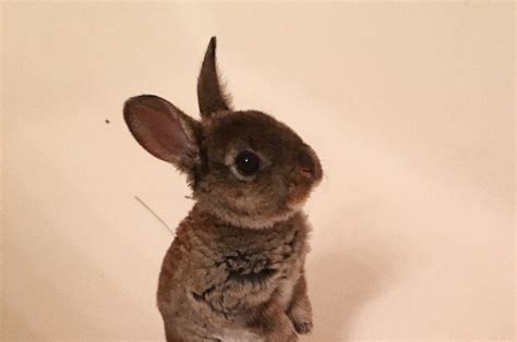 people are seriously loving this video of a very cute rabbit trying to jump into a bath