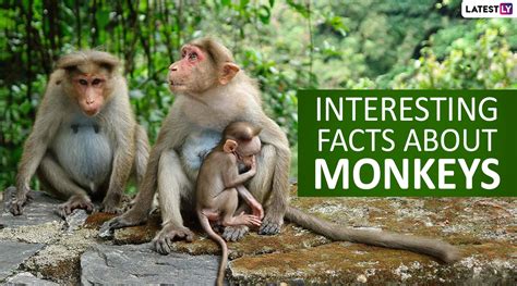Monkey Day 2019 Top 15 Fun And Interesting Facts About Monkeys That