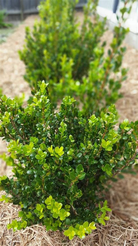 Buxus Hedge In The Grass Stock Image Image Of Garden 19548359