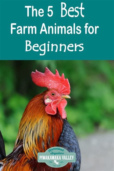 The 5 Best Farm Animals For Beginners To Raise Raising Farm Animals