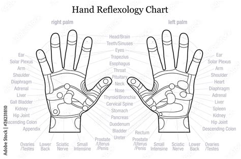 Image Result For Printable Hand Reflexology Chart Hand Reflexology My