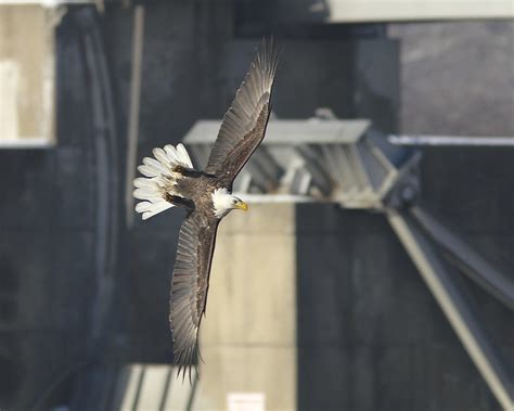 Bald Eagle Making Sharp Turn For Fish Dan Getman Bird Photos Flickr