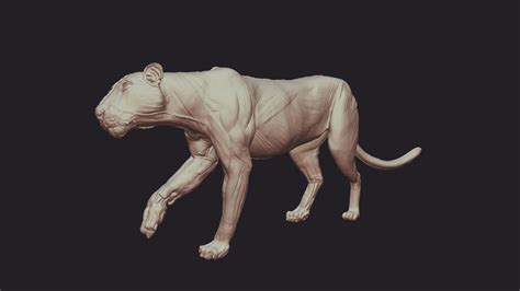 bengal tiger anatomy 3d model by adrian ngwenya saart188 [d6c79ba] sketchfab