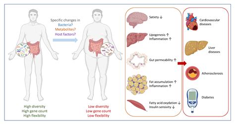 Microorganisms Free Full Text Gut Microbiota And Host Metabolism