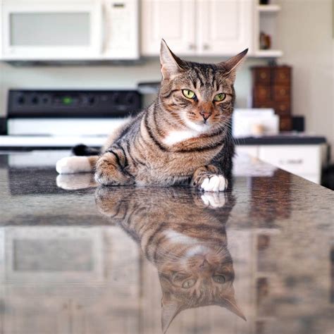 In this article, you will learn how to keep cats off counters naturally and safely. How to Keep Your Cat Off the Counter: Top 10 Ways | Family ...