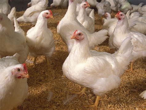 How Today S Chickens Are Bigger Through Chicken Breeding