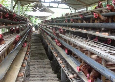 Rincian Usaha Ternak Ayam Petelur Serta Potensi Pendapatan Yang
