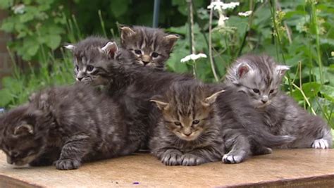 Simon's approximate birthdate is march 30, 2018. Maine Coon Kittens (3 Weeks Old) Together On Table In ...
