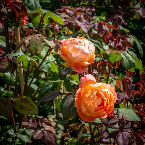 Cabbage Roses Great Chalfield Manor Gardens Bob Radlinski Flickr