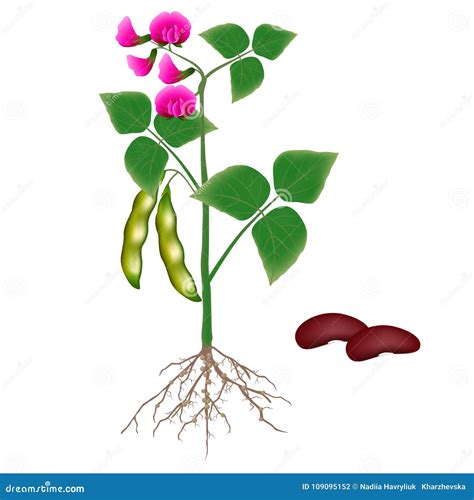 Bean Plant Growth Stages Isolated On White Background Cartoon Vector 162658351