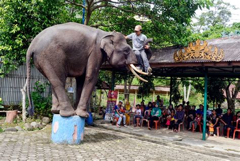Hewan Terlangka2016 Kebun Binatang Lampung Images