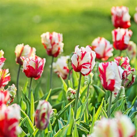 Top 10 Showstopping Tulip Bulbs To Plant For Spring Color Taste Of Home