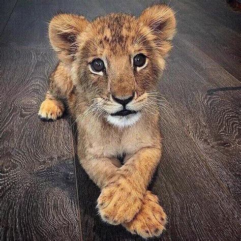 Cute Baby Lion ️ Aww
