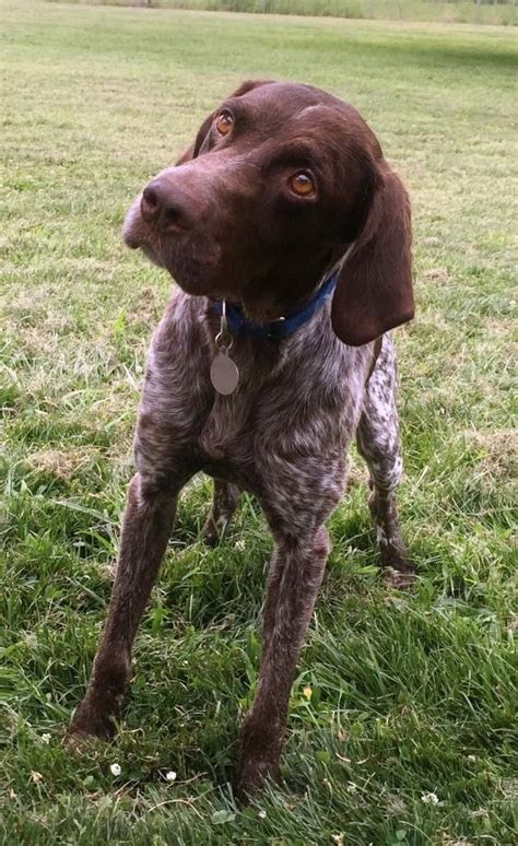 Adopt lucas a white german shorthaired pointer / mixed dog in georgetown, de (31163594) spayed/neutered. Adopt Hayden on | German shorthaired pointer, Pointer ...