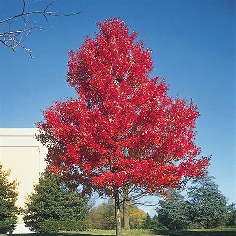 Scarlet Maple Tree Gurneys Seed And Nursery Co