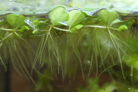 Notable for its fast growth rate, salvinia auriculata only needs abundant nutrients and lighting to grow vigorously. Salvinia auriculata